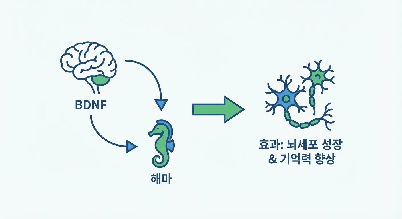 BDNF의 효과와 해마의 관계를 설명하는 이미지