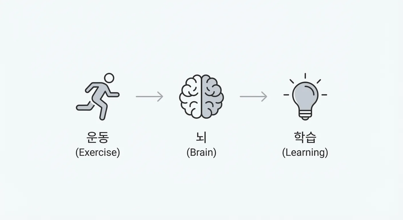운동과 뇌의 상관관계를 요약한 이미지