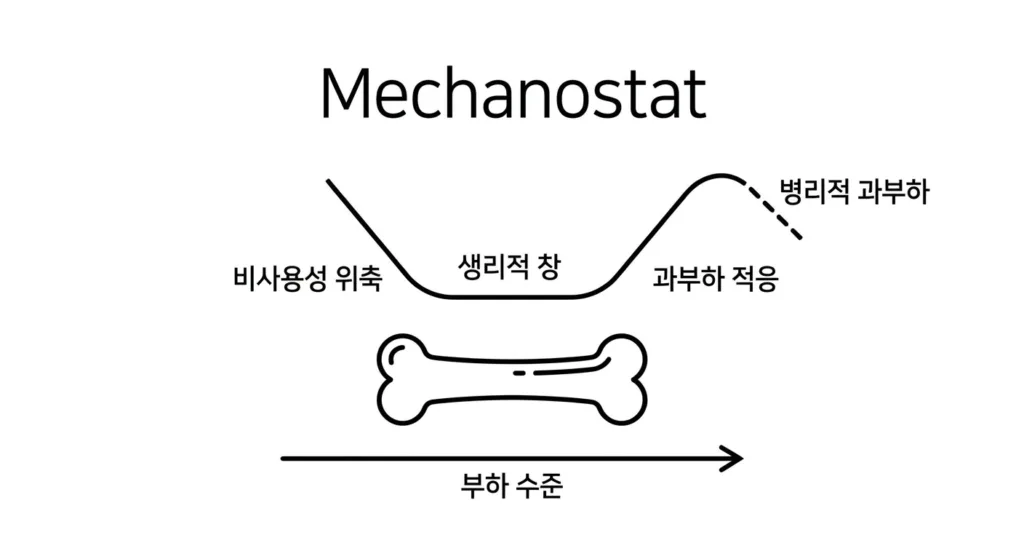 내 뼈의 자동 온도 조절기, 'Mechanostat'