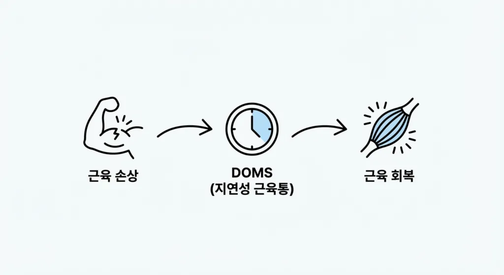 DOMS와 근육통 회복 과정 설명 이미지