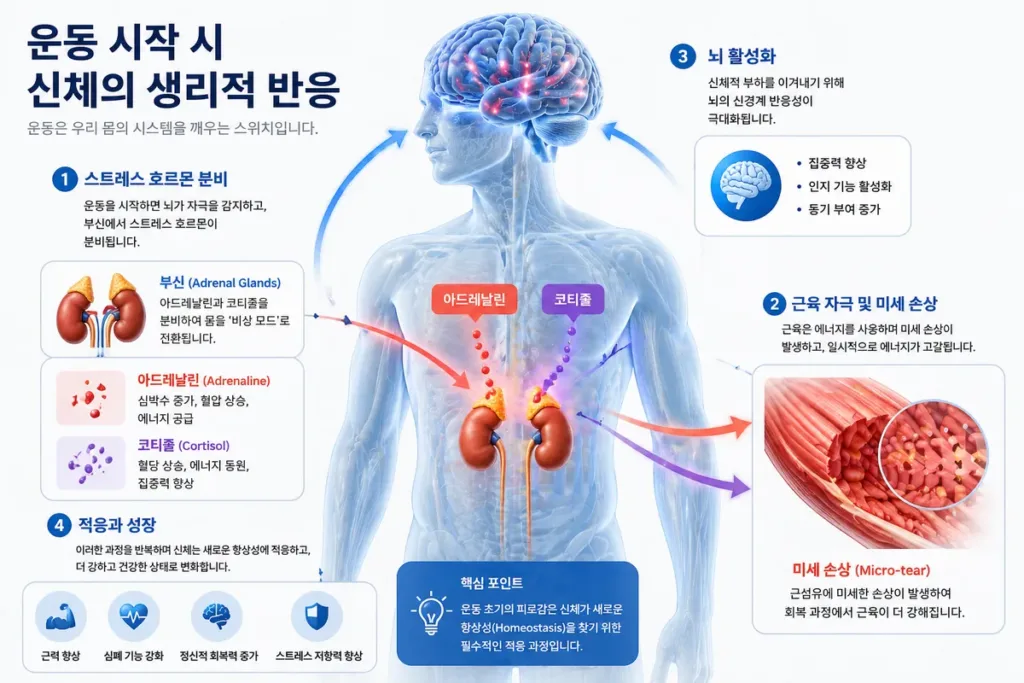 운동 시작과 스트레스 호르몬의 폭발