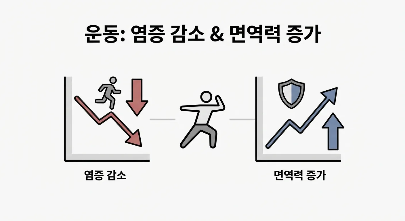 운동이 염증 감소와 면역력 증가에 미치는 영향을 설명하는 그래프