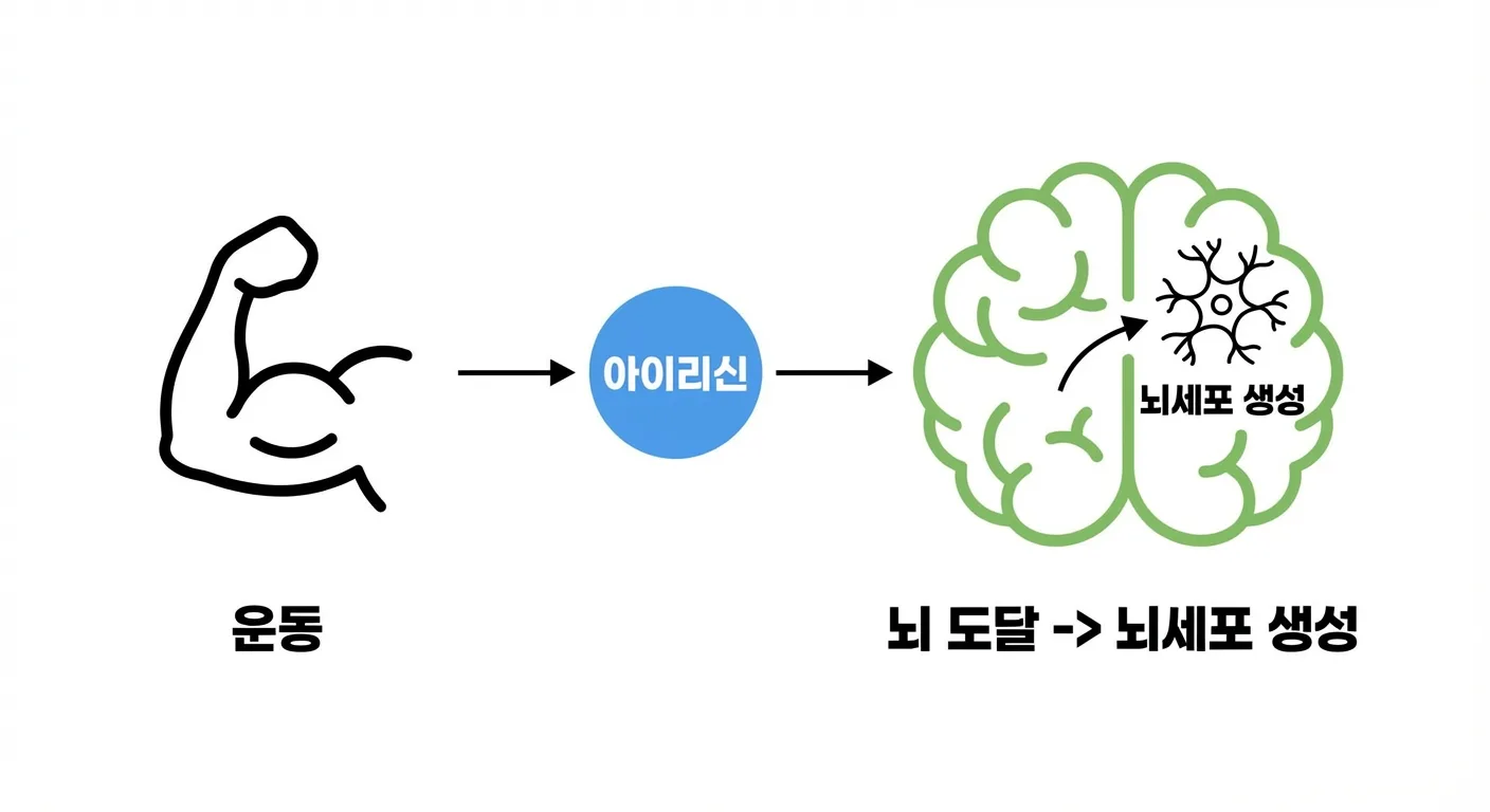 아이리신의 역할과 뇌세포 생성 과정을 설명하는 인포그래픽
