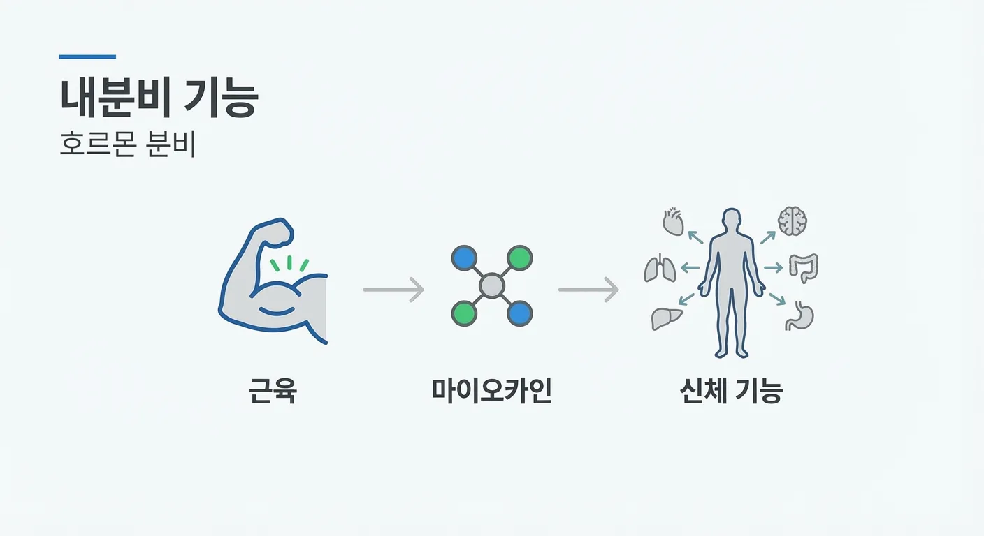 근육의 내분비 기능과 호르몬 분비를 설명하는 인포그래픽