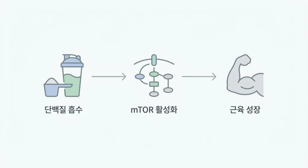 왜 '식전 10분 근력 운동'이 필수일까?
